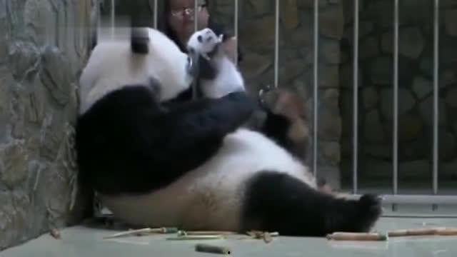 熊猫青春蜜糖在线观看,甜蜜校园恋曲在线放送  第1张 熊猫青春蜜糖在线观看,甜蜜校园恋曲在线放送  第1张