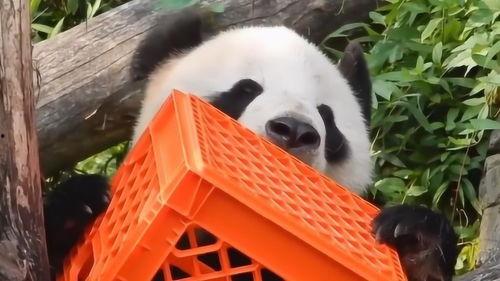 熊猫青春蜜糖在线观看,甜蜜校园恋曲在线放送  第2张 熊猫青春蜜糖在线观看,甜蜜校园恋曲在线放送  第2张